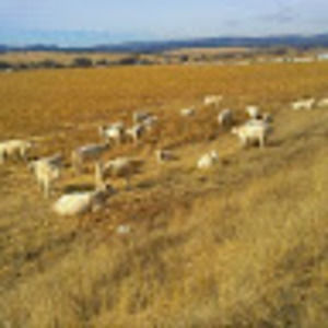 Meet your Posher, Flor